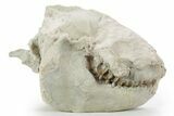 Fossil Oreodont (Leptauchenia) Partial Skull - South Dakota #355963-3
